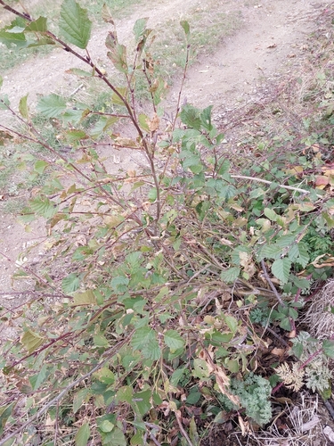 Alnus alnobetula observed 2026-10-26
