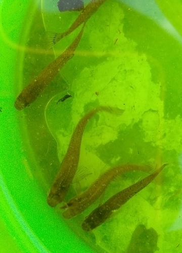 Gambusia orientale