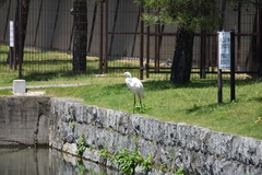 Ardea alba