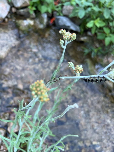 Helichrysum luteoalbum observed 2026-10-24
