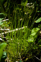 Stellulatae