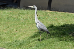 Ardea cinerea