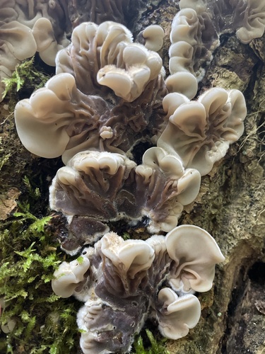 Auricularia mesenterica observed 2026-10-26