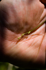 Stellulatae