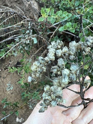 Pseudognaphalium californicum observed 2026-10-24