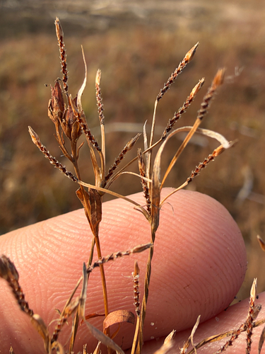 Fimbristylis autumnalis observed 2026-10-23