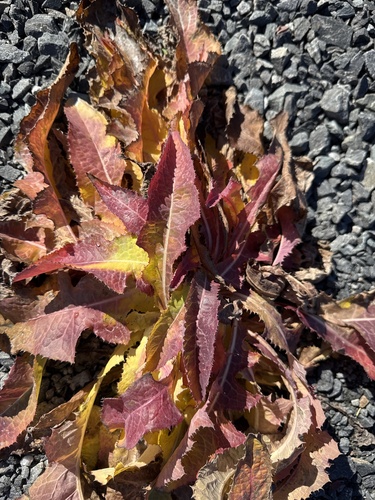Sonchus arvensis observed 2026-10-26