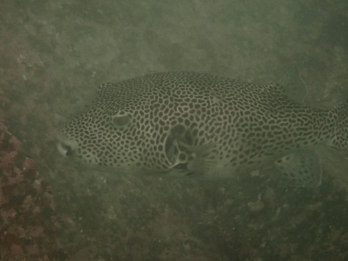 Arothron stellatus observed 2026-10-26