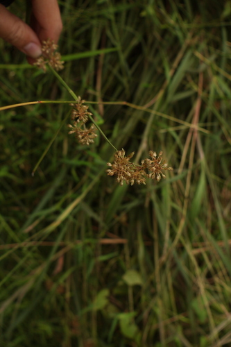 Fuirena umbellata observed 2026-10-25