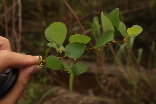 Flueggea virosa observed 2026-10-25