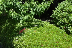 Papilio xuthus
