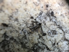 Ochlerotatus