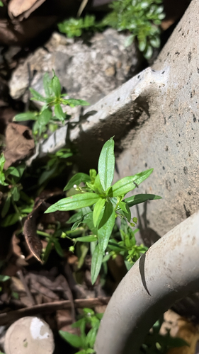 Oldenlandia corymbosa observed 2026-10-26