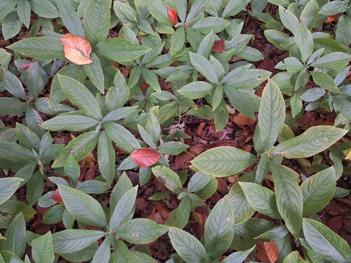 Mercurialis perennis observed 2026-10-25