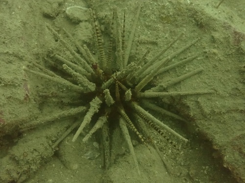 Prionocidaris baculosa observed 2026-10-26