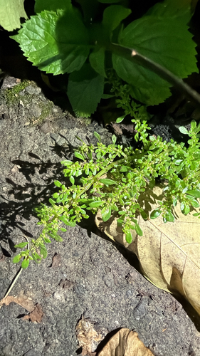 Pilea microphylla observed 2026-10-26