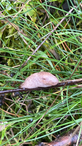 Deroceras reticulatum observed 2026-10-26