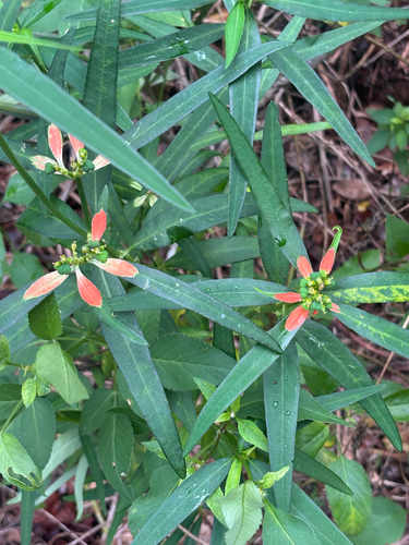 Euphorbia heterophylla observed 2026-10-26