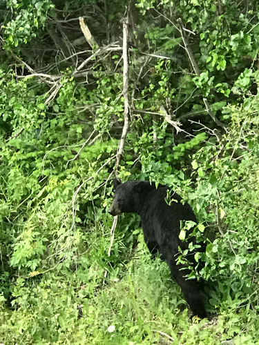 American Black Bear