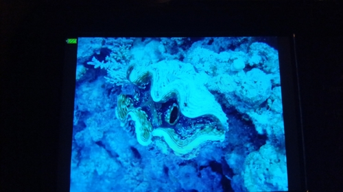 Tridacna observed 2026-10-26