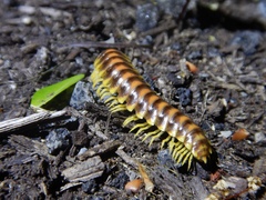 Rudiloria