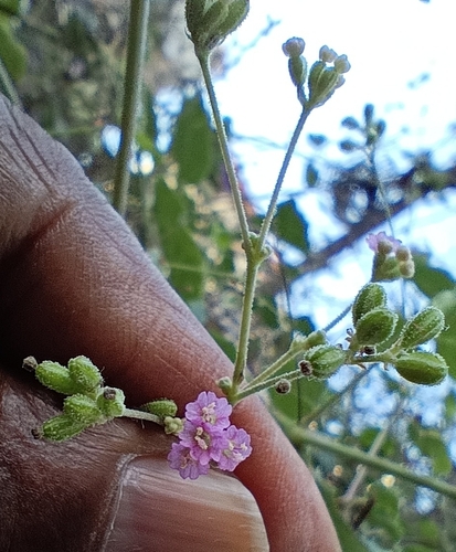 Boerhavia diffusa observed 2026-10-26