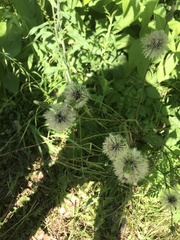 Hypochaeris chillensis