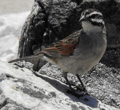 Emberiza capensis
