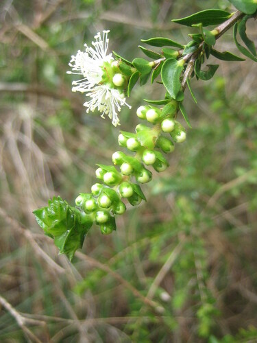 Melaleuca squarrosa observed 2026-10-26
