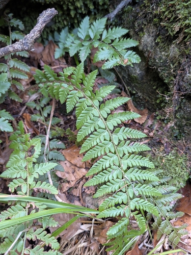 Polystichum aculeatum observed 2026-10-26