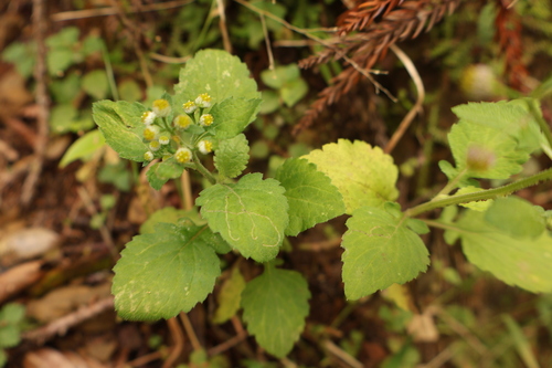Dichrocephala integrifolia observed 2026-10-26
