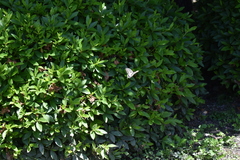 Papilio xuthus