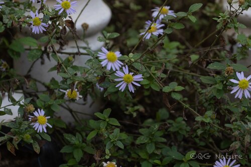 Kalimeris indica observed 2026-10-26