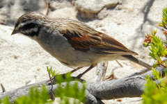 Emberiza capensis