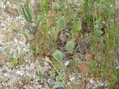 Tuberaria guttata