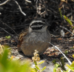 Emberiza capensis