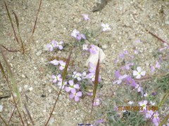 Malcolmia littorea