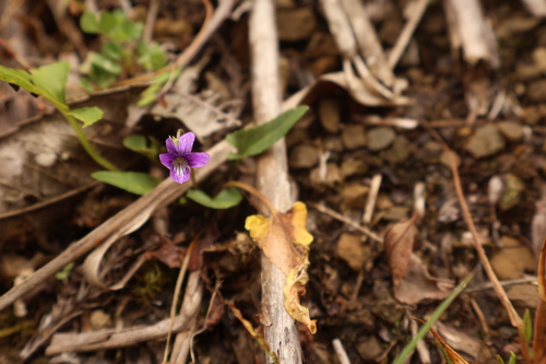Viola inconspicua observed 2026-10-26