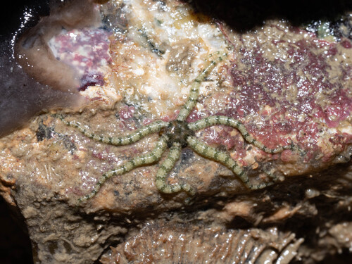 Ophiactis observed 2026-09-29