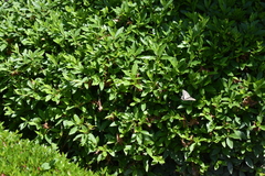 Papilio xuthus