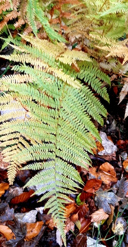 Athyrium filix-femina observed 2026-10-26