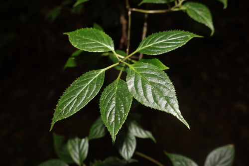 Helwingia japonica observed 2026-10-26