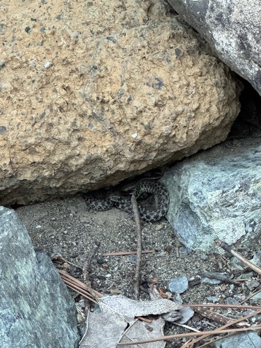 Thamnophis ordinoides observed 2026-10-25