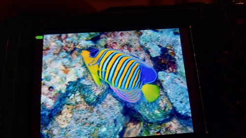Pygoplites diacanthus observed 2026-10-26