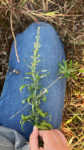 Artemisia ludoviciana, 2026-10-25