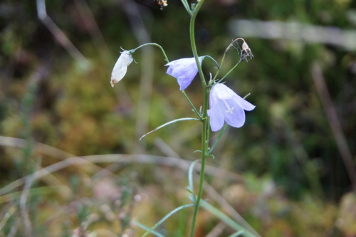 Campanula rotundifolia observed 2026-10-26