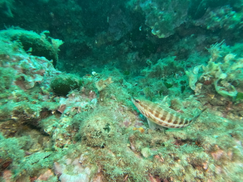 Serranus cabrilla observed 2026-10-25