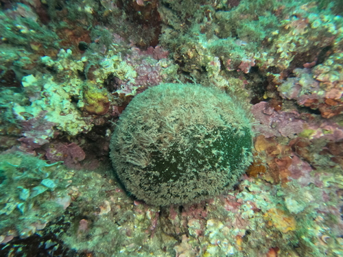 Codium observed 2026-10-25