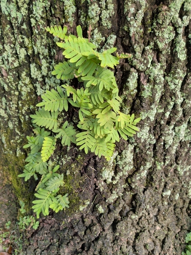 Pleopeltis polypodioides observed 2026-10-26