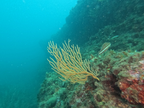 Serranus cabrilla observed 2026-10-25